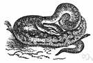 python - large Old World boas