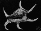 scorpion shell - any of numerous tropical marine snails that as adults have the outer lip of the aperture produced into a series of long curved spines