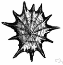 genus Patella - type genus of the family Patellidae: common European limpets