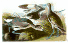 willet - large North American shorebird of eastern and Gulf Coasts