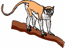 patas - reddish long-tailed monkey of west Africa