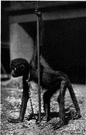 platyrrhinian - hairy-faced arboreal monkeys having widely separated nostrils and long usually prehensile tails