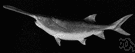 paddlefish - primitive fish of the Mississippi valley having a long paddle-shaped snout