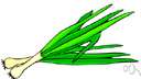spring onion