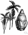 areca nut - seed of betel palm