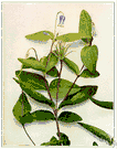 Clematis viorna - scandent subshrub of southeastern United States having large red-purple bell-shaped flowers with leathery recurved sepals