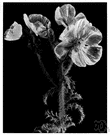 devil's fig - any plant of the genus Argemone having large white or yellow flowers and prickly leaves and stems and pods