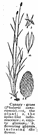 genus Phalaris - a genus of grasses with broad leaves and a dense spike of flowers