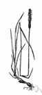 Phleum pratense - grass with long cylindrical spikes grown in northern United States and Europe for hay