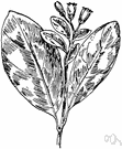 Vaccinium arboreum - shrub or small tree of eastern United States having black inedible berries