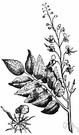 tolu balsam - aromatic yellowish brown balsam from the tolu balsam tree used especially in cough syrups