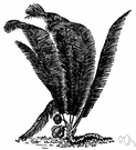 Phytelephas - small genus of South American feather palms