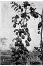 Ziziphus jujuba - spiny tree having dark red edible fruits