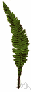 Blechnum spicant - fern with erect fronds of Europe and western North America