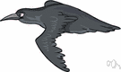 crow blackbird - long-tailed American blackbird having iridescent black plumage