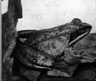 wood frog - wide-ranging light-brown frog of moist North American woodlands especially spruce