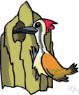 Picidae - woodpeckers