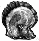 oyster shell - a shell of an oyster