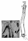 teredinid - wormlike marine bivalve that bores into wooden piers and ships by means of drill-like shells