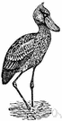 genus Balaeniceps - type genus of the Balaenicipitidae: shoebills