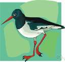 Haematopus - oystercatchers