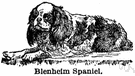 Blenheim spaniel - red-and-white variety of English toy spaniel
