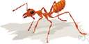 amazon ant - small reddish slave-making ant species