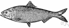 genus Alosa - shad