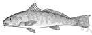 Menticirrhus undulatus - bluish-grey whiting of California coast