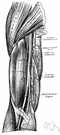 brachial artery - the main artery of the upper arm