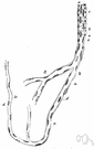 capillary vessel - any of the minute blood vessels connecting arterioles with venules