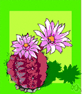 Gymnocalycium - large genus of low-growing globular South American cacti with spiny ribs covered with many tubercles