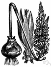 sea onion - having dense spikes of small white flowers and yielding a bulb with medicinal properties