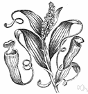 Nepenthes - pitcher plants