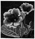 Gloxinia spesiosa - South American herb cultivated in many varieties as a houseplant for its large handsome leaves and large variously colored bell-shaped flowers