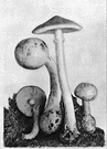 death angel - extremely poisonous usually white fungus with a prominent cup-shaped base