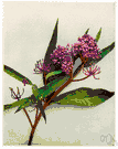 swamp milkweed - densely branching perennial of the eastern United States with white to crimson or purple flowers