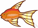 Carassius vulgaris - European carp closely resembling wild goldfish
