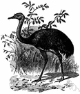 rhea - larger of two tall fast-running flightless birds similar to ostriches but three-toed