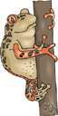 tree toad - arboreal amphibians usually having adhesive disks at the tip of each toe