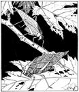 Microcentrum - katydids