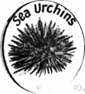 sea urchin - shallow-water echinoderms having soft bodies enclosed in thin spiny globular shells