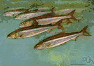 Osmerus mordax - important marine and landlocked food fish of eastern North America and Alaska