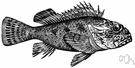genus Scorpaena - type genus of the Scorpaenidae: scorpionfishes genus Scorpaena - type genus of the Scorpaenidae: scorpionfishes