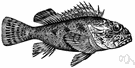 Scorpaena - type genus of the Scorpaenidae: scorpionfishes