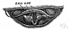 true vocal cord - either of the two lower vocal folds that come together to form the glottis