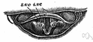 true vocal fold - either of the two lower vocal folds that come together to form the glottis