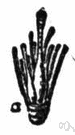class Musci - true mosses: bryophytes having leafy rather than thalloid gametophytes: comprises orders Andreaeales