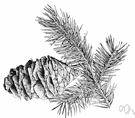 big-cone douglas fir - douglas fir of California having cones 4-8 inches long