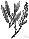 Myrica gale - bog shrub of north temperate zone having bitter-tasting fragrant leaves
